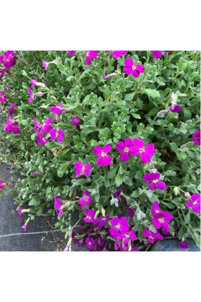 Обриета Каскад Ред красная цветы